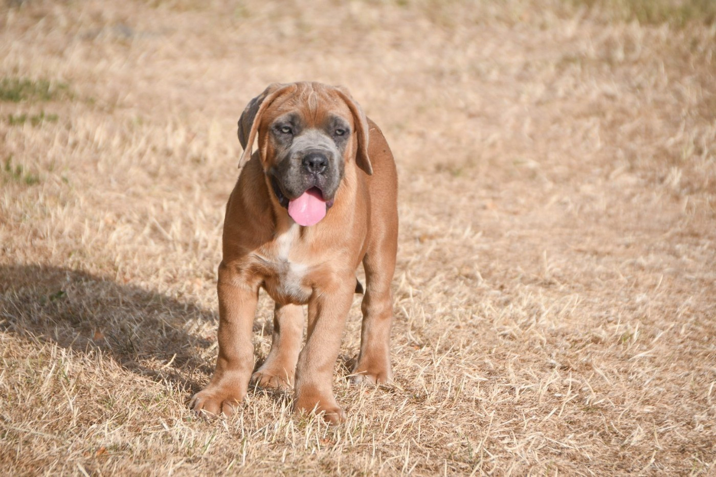 I have a dream - Chiots disponibles - Cane Corso