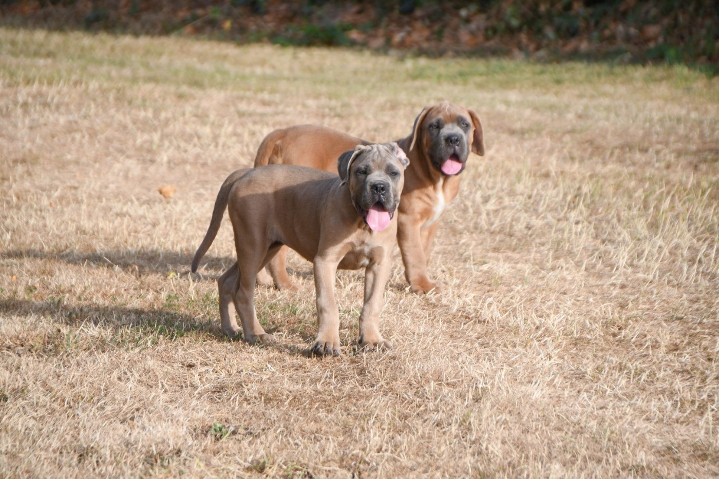I have a dream - Chiots disponibles - Cane Corso