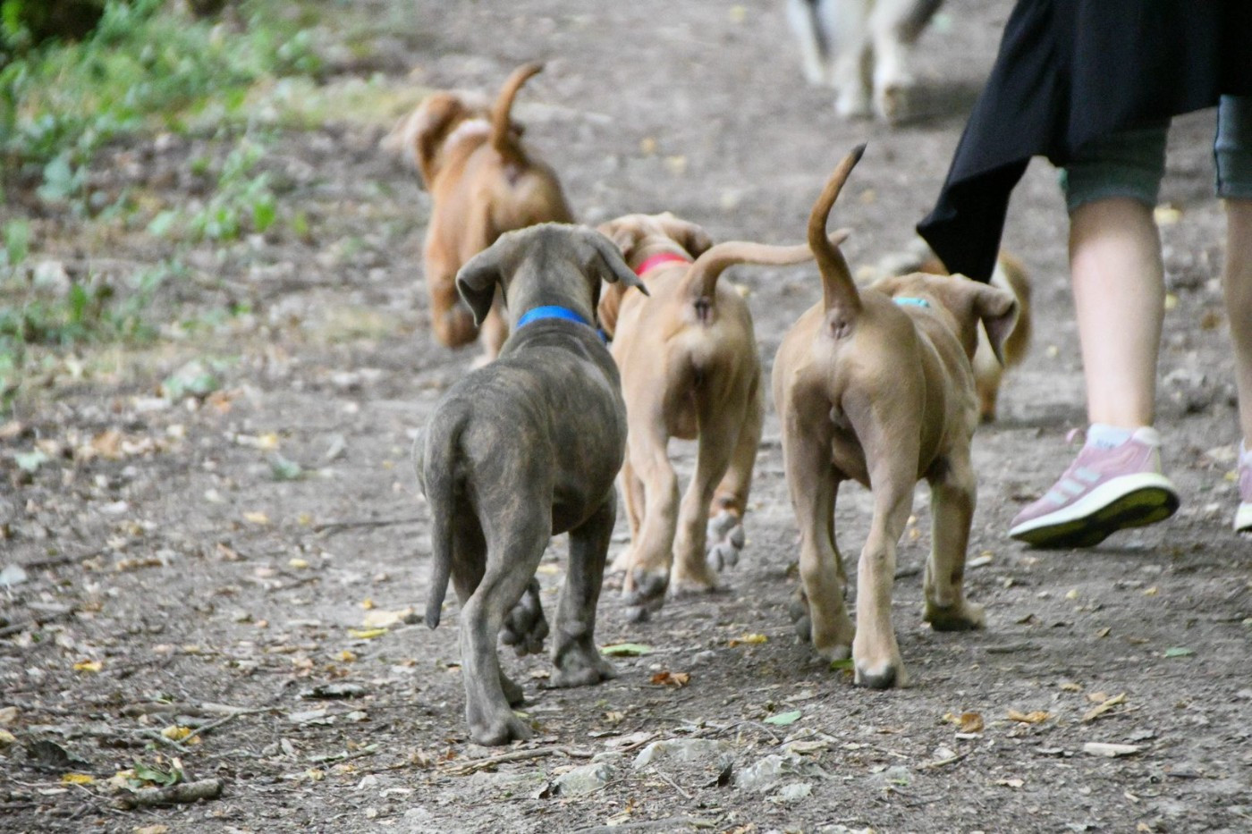I have a dream - Chiots disponibles - Cane Corso