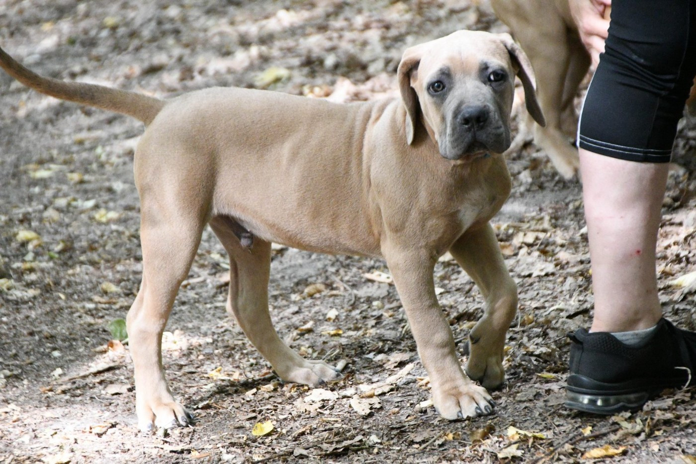 I have a dream - Chiots disponibles - Cane Corso