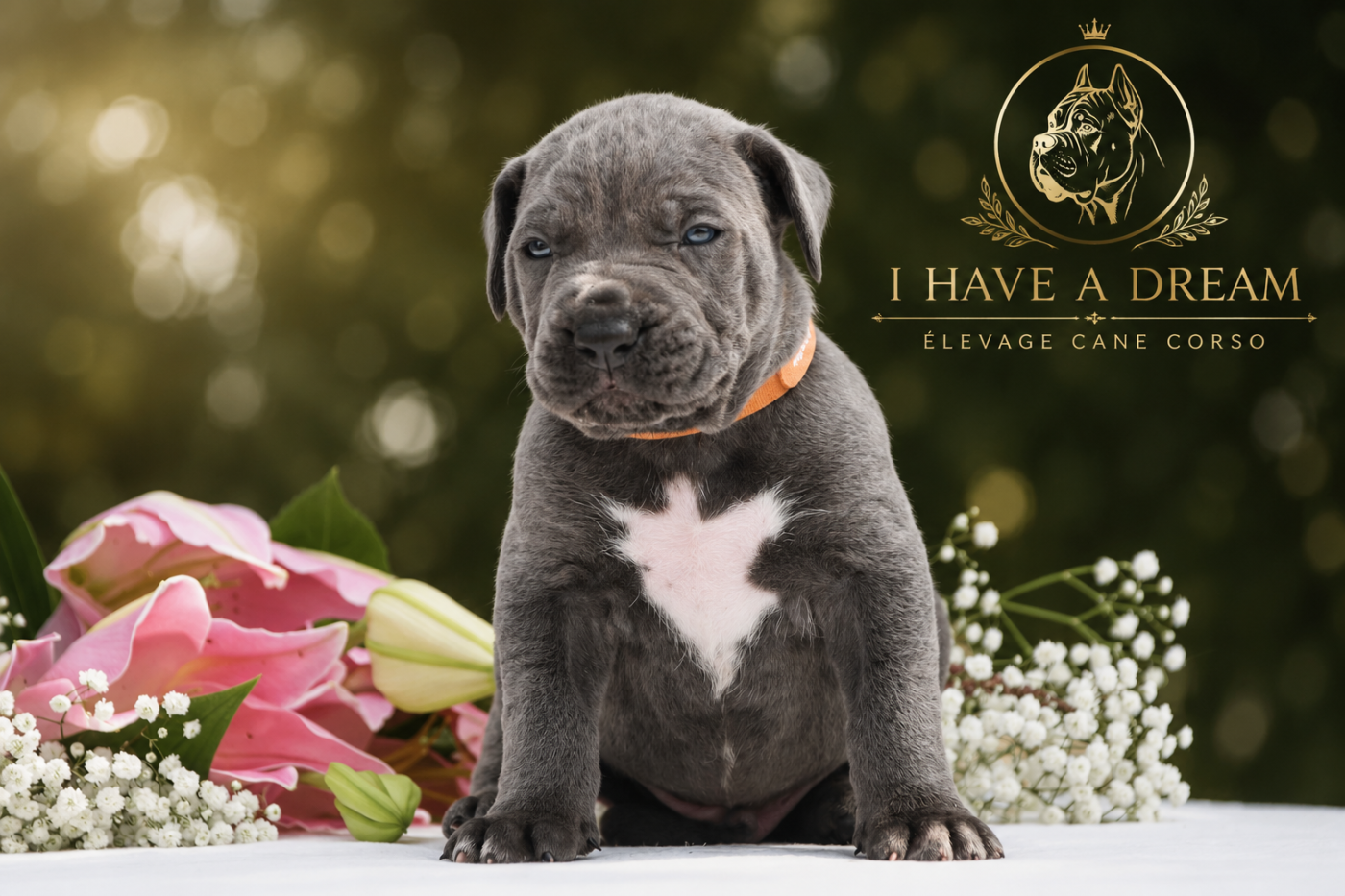 I have a dream - Chiots disponibles - Cane Corso