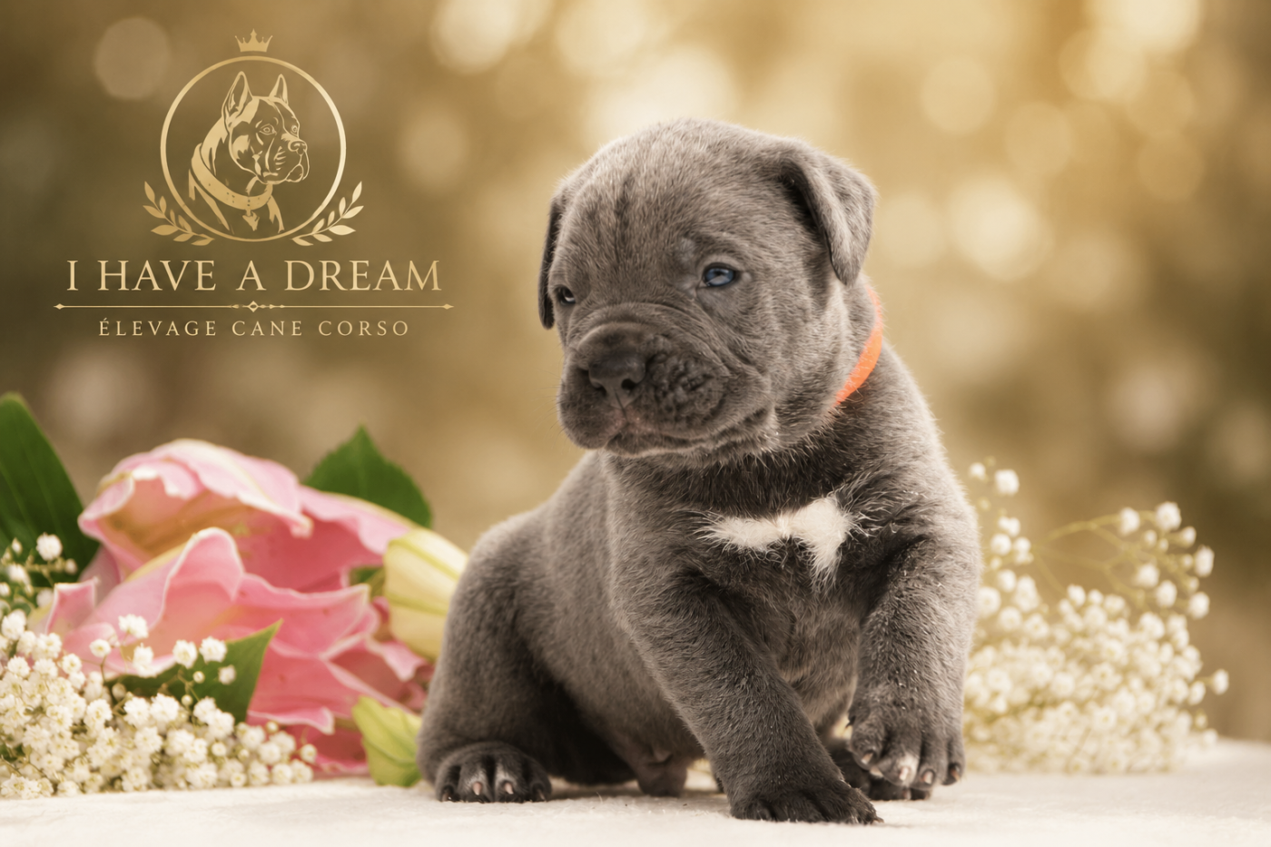 I have a dream - Chiots disponibles - Cane Corso