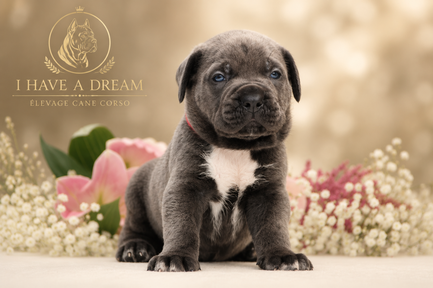I have a dream - Chiots disponibles - Cane Corso