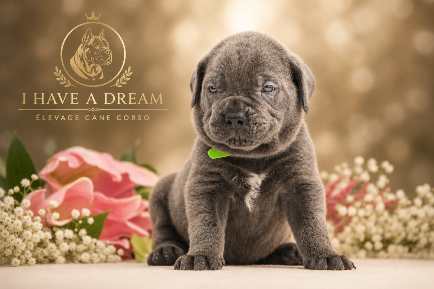 I have a dream - Chiots disponibles - Cane Corso