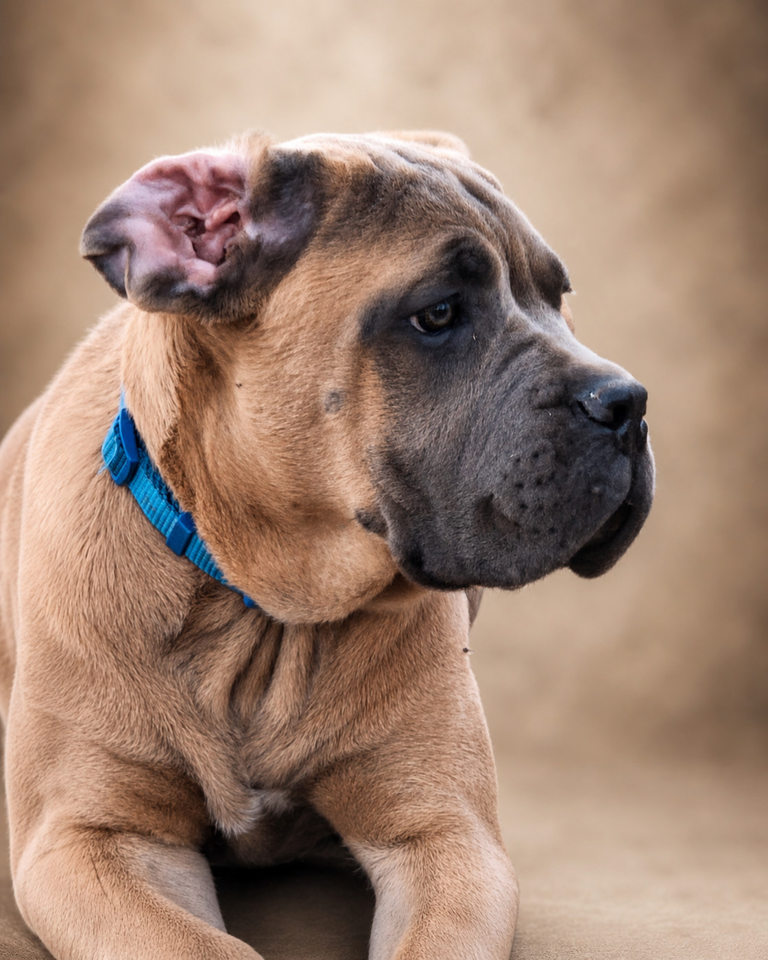 I have a dream - Chiots disponibles - Cane Corso