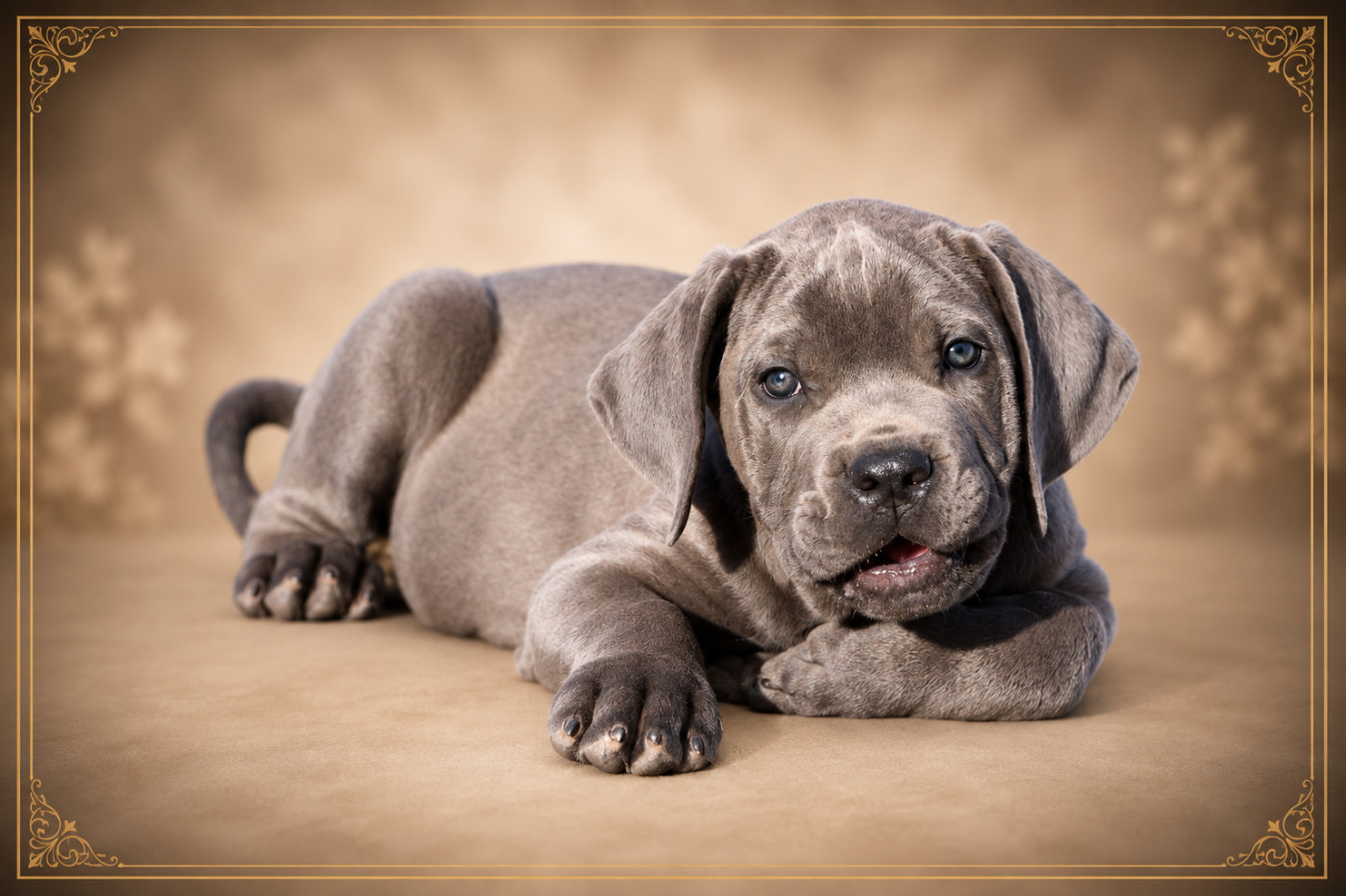 I have a dream - Chiots disponibles - Cane Corso