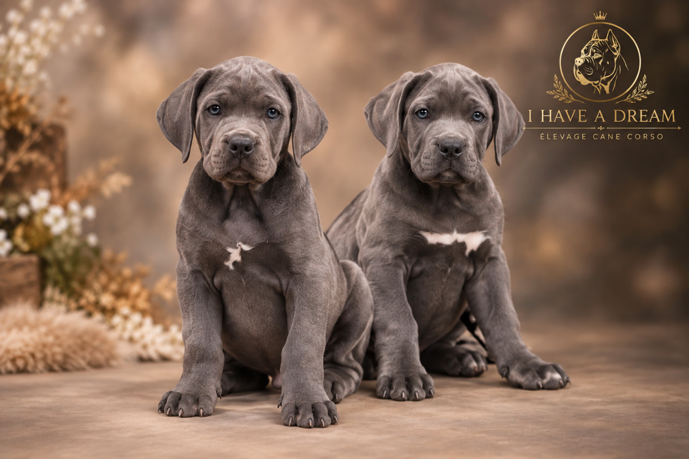 I have a dream - Chiots disponibles - Cane Corso