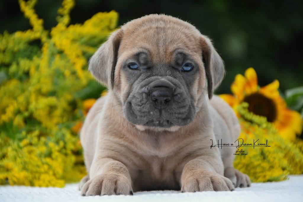 I have a dream - Chiots disponibles - Cane Corso