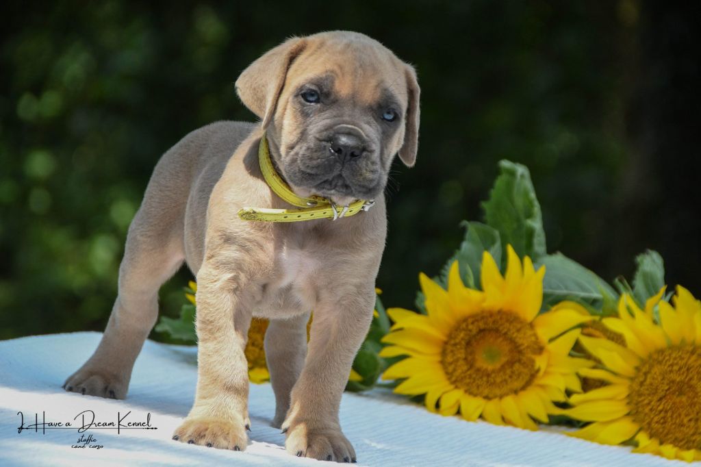 I have a dream - Chiots disponibles - Cane Corso