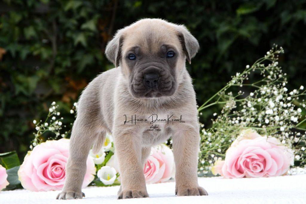 I have a dream - Cane Corso - Portée née le 05/08/2025