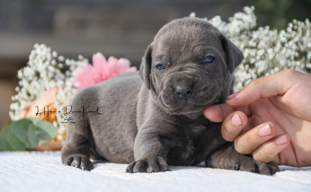 I have a dream - Chiots disponibles - Cane Corso