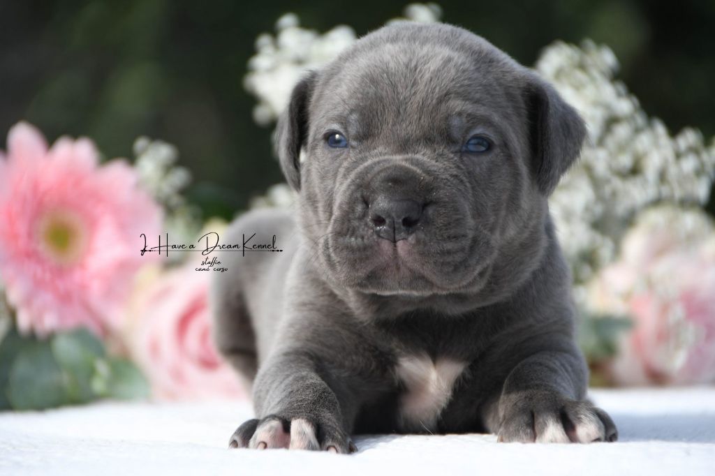 Chiot Cane Corso I have a dream