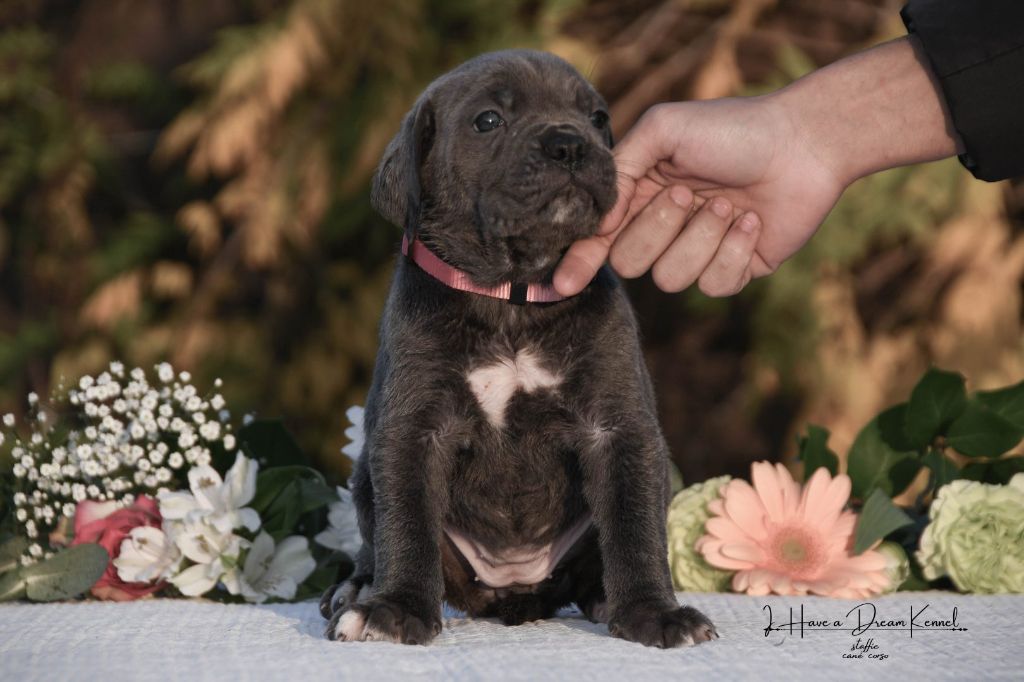 I have a dream - Chiots disponibles - Cane Corso