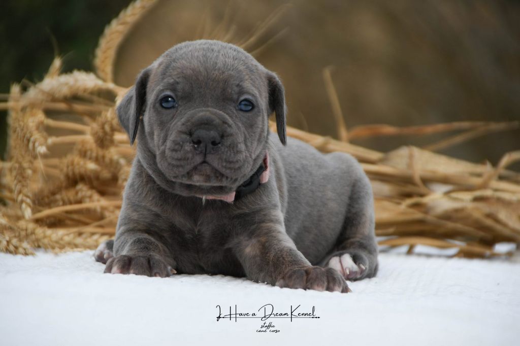 I have a dream - Chiots disponibles - Cane Corso