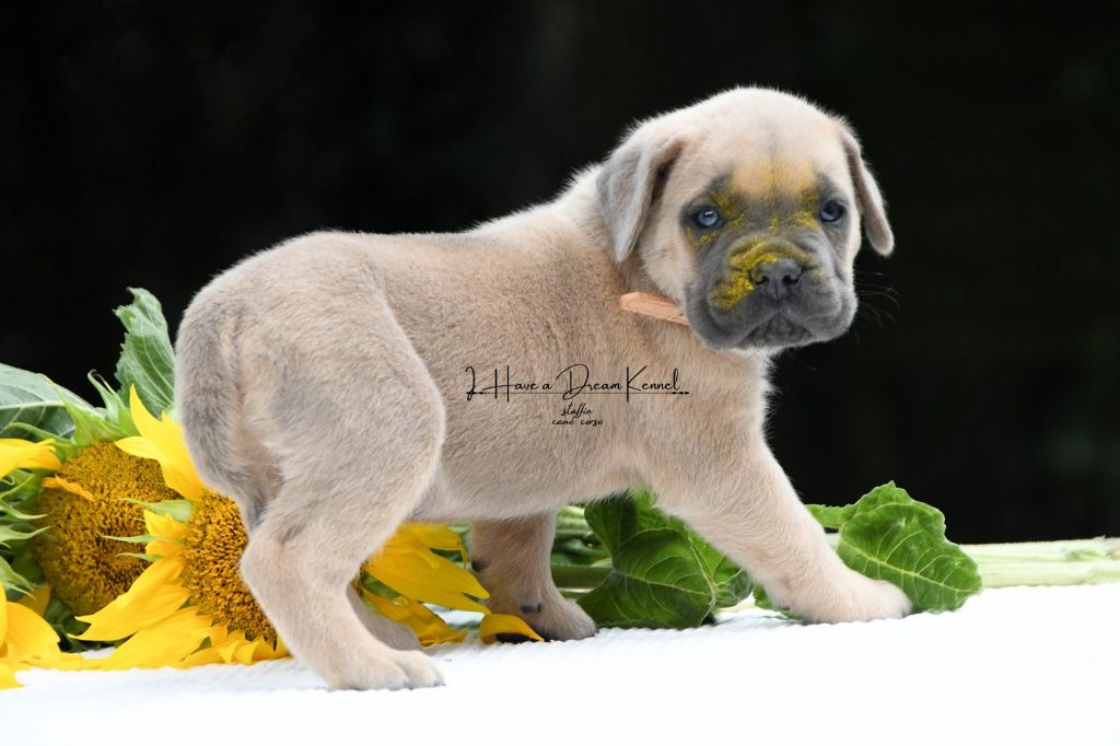 I have a dream - Chiots disponibles - Cane Corso