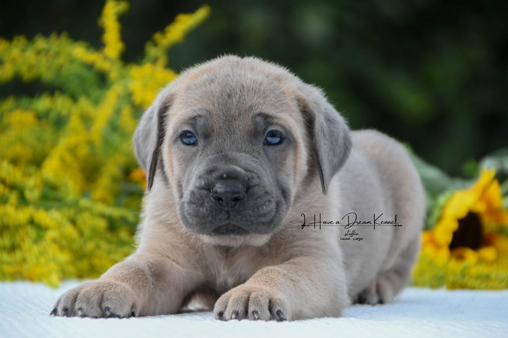 I have a dream - Chiots disponibles - Cane Corso