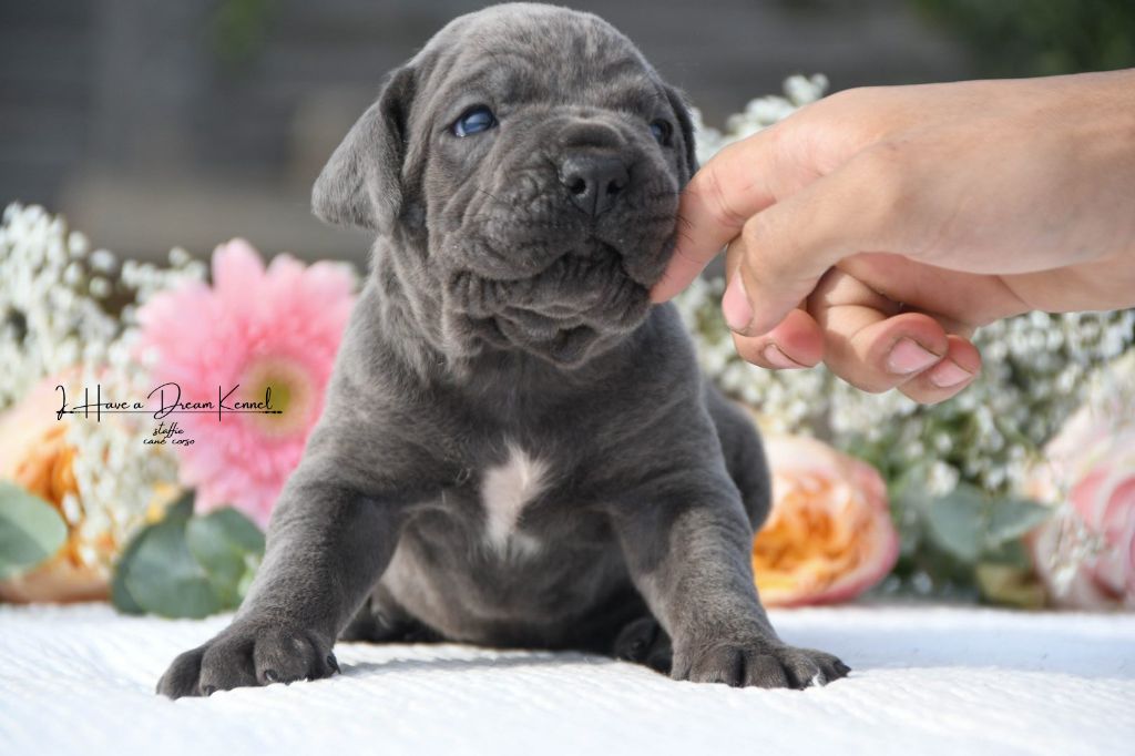 I have a dream - Chiots disponibles - Cane Corso
