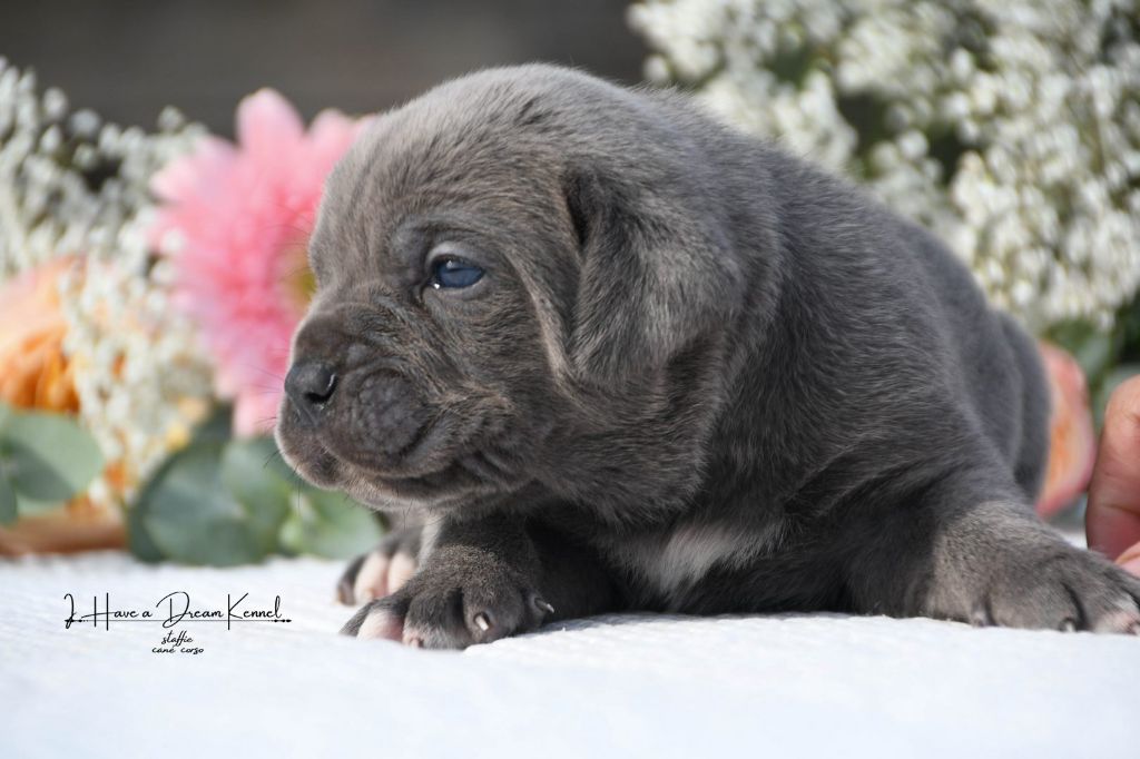 I have a dream - Chiots disponibles - Cane Corso