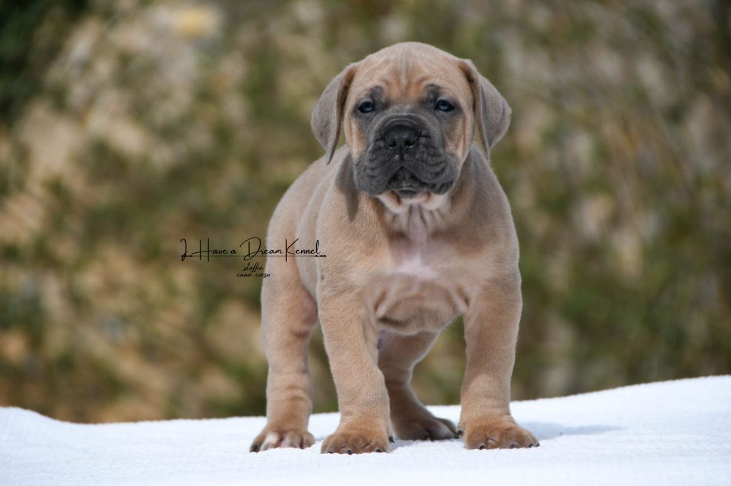 Chiot Cane Corso I have a dream