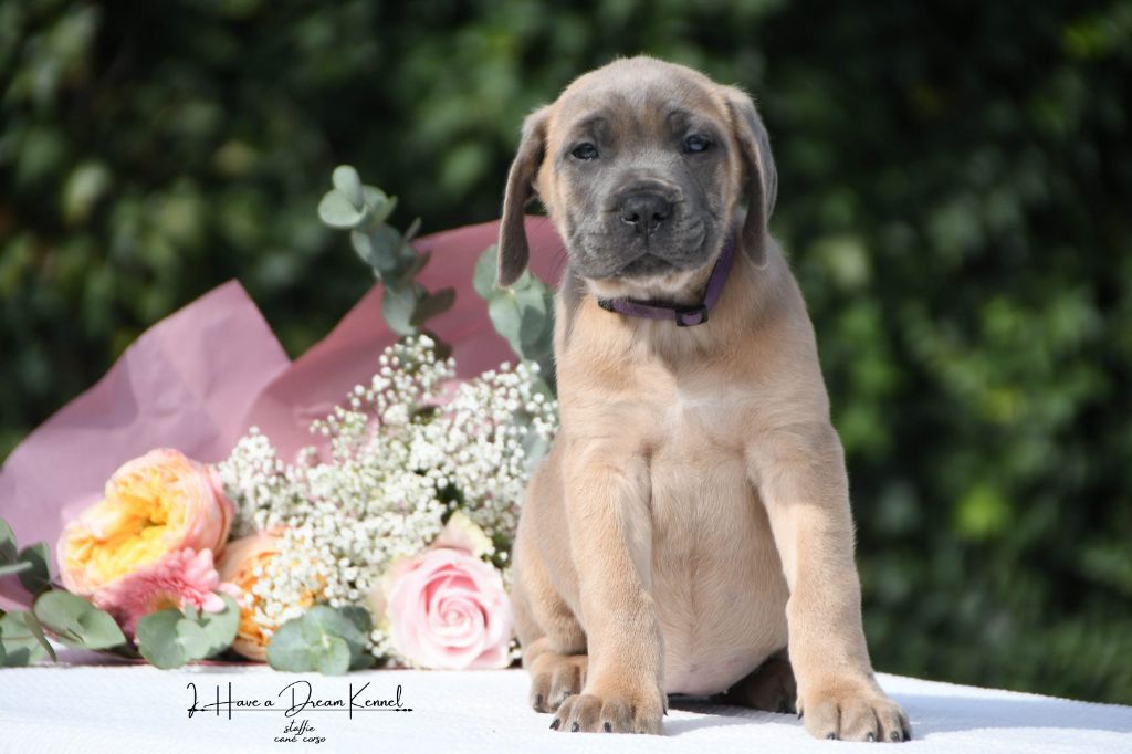 I have a dream - Chiots disponibles - Cane Corso