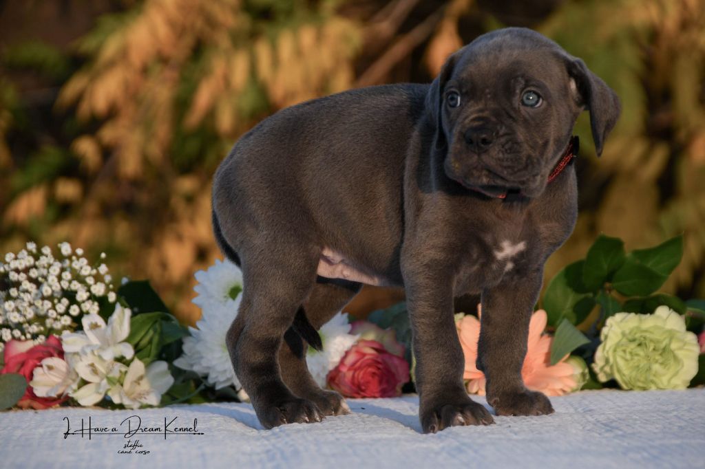 I have a dream - Chiots disponibles - Cane Corso