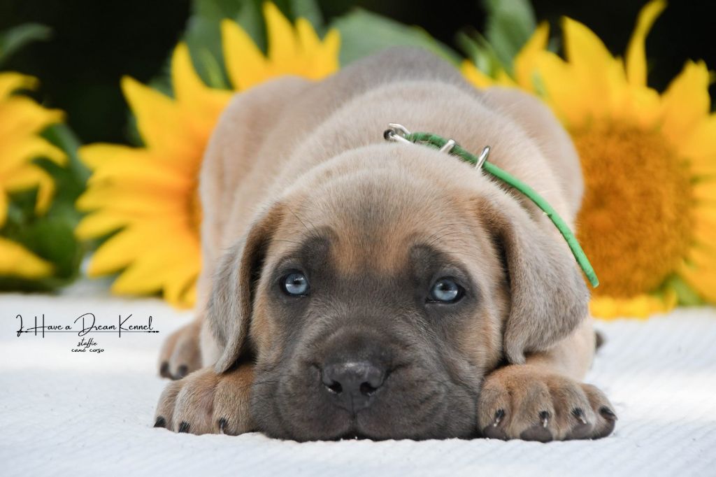 I have a dream - Chiots disponibles - Cane Corso