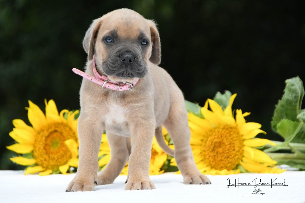 I have a dream - Chiots disponibles - Cane Corso
