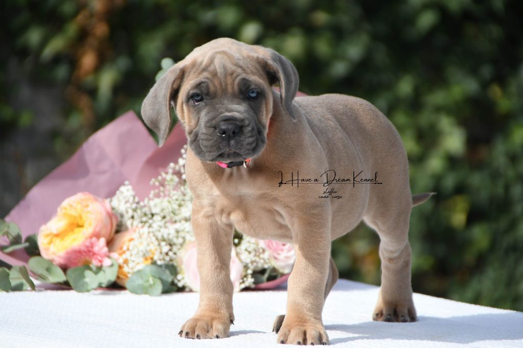 I have a dream - Chiots disponibles - Cane Corso