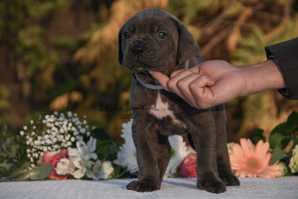 I have a dream - Chiots disponibles - Cane Corso