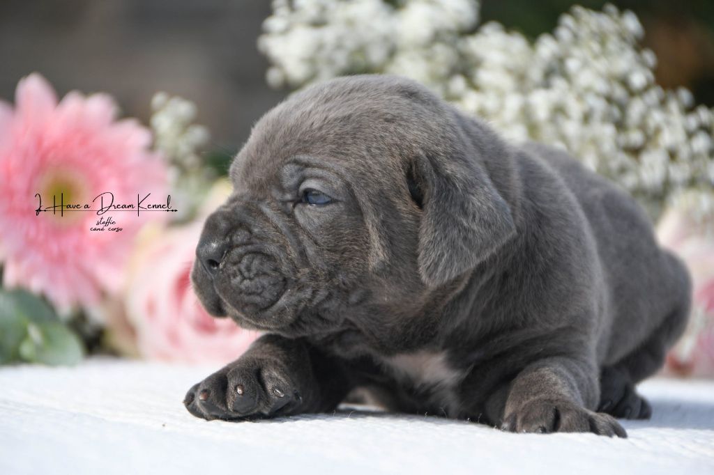 I have a dream - Chiots disponibles - Cane Corso