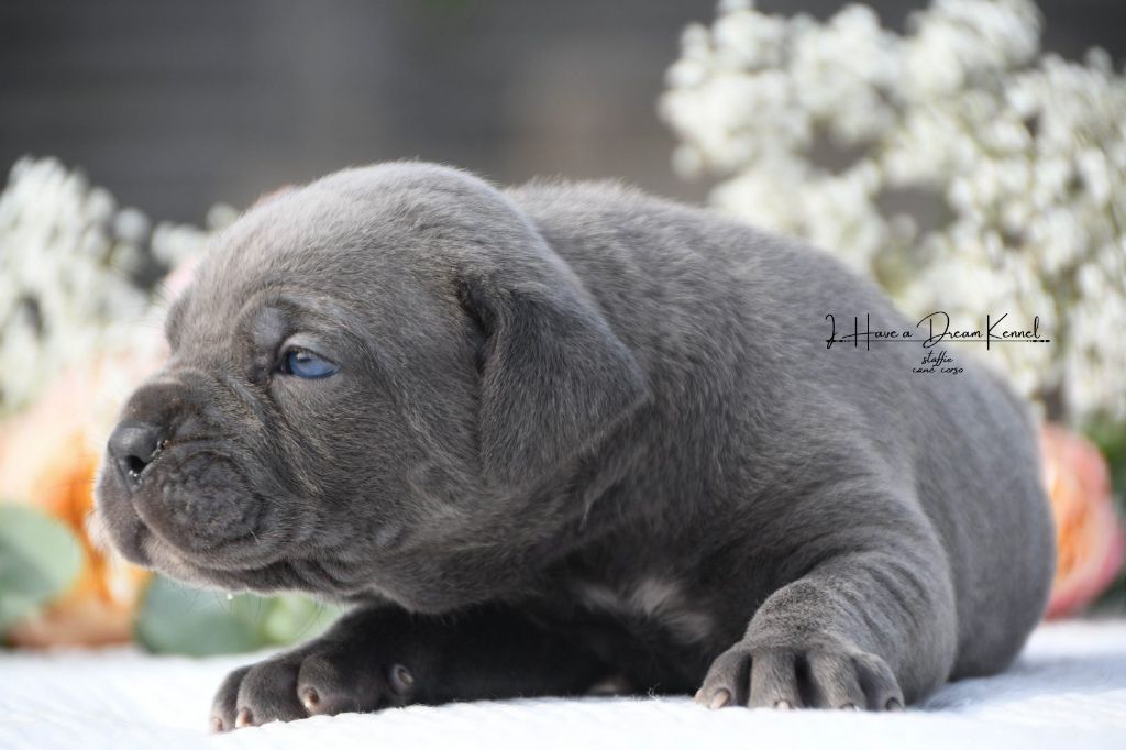 I have a dream - Chiots disponibles - Cane Corso