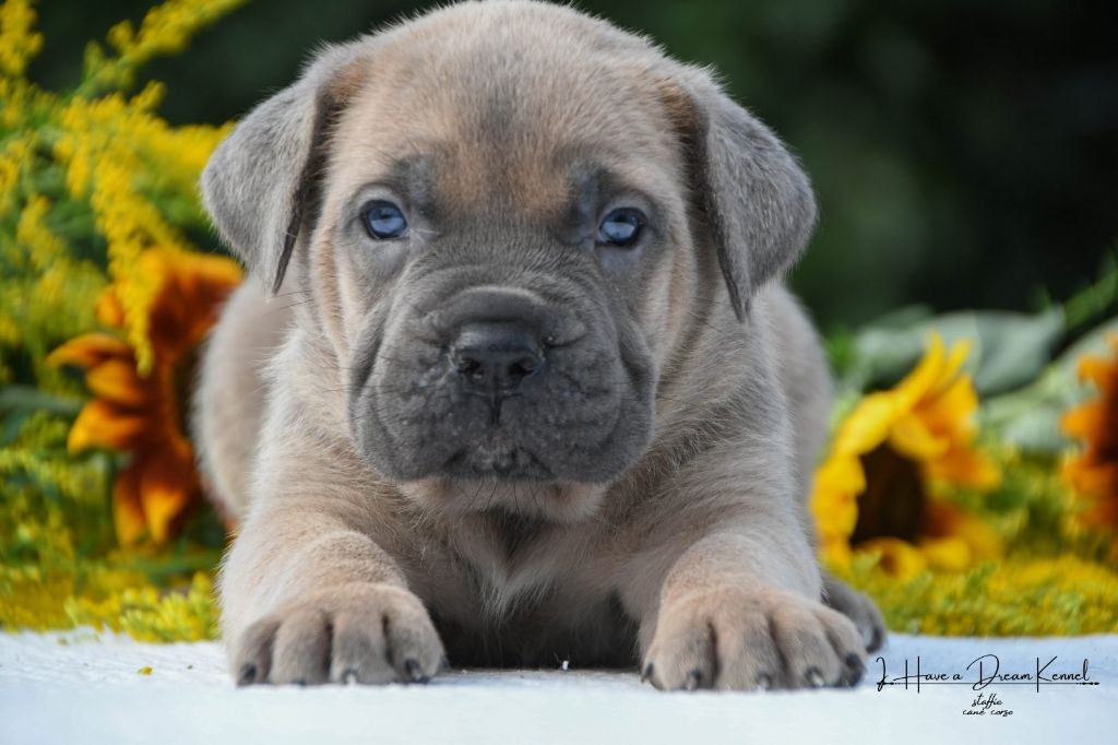I have a dream - Chiots disponibles - Cane Corso