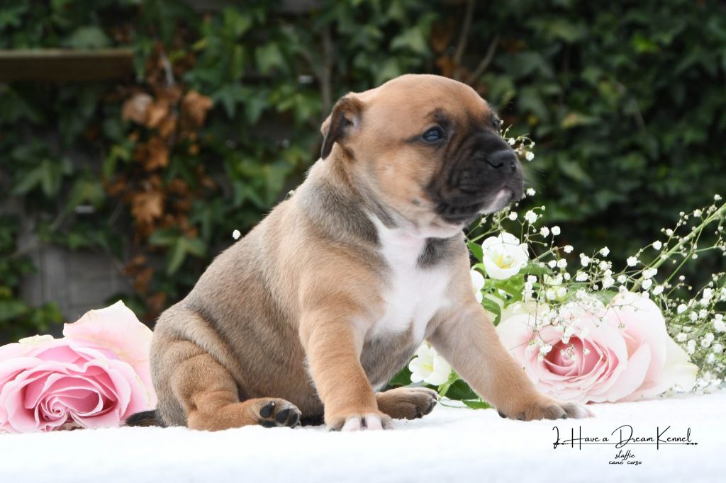 I have a dream - Staffordshire Bull Terrier - Portée née le 04/08/2025