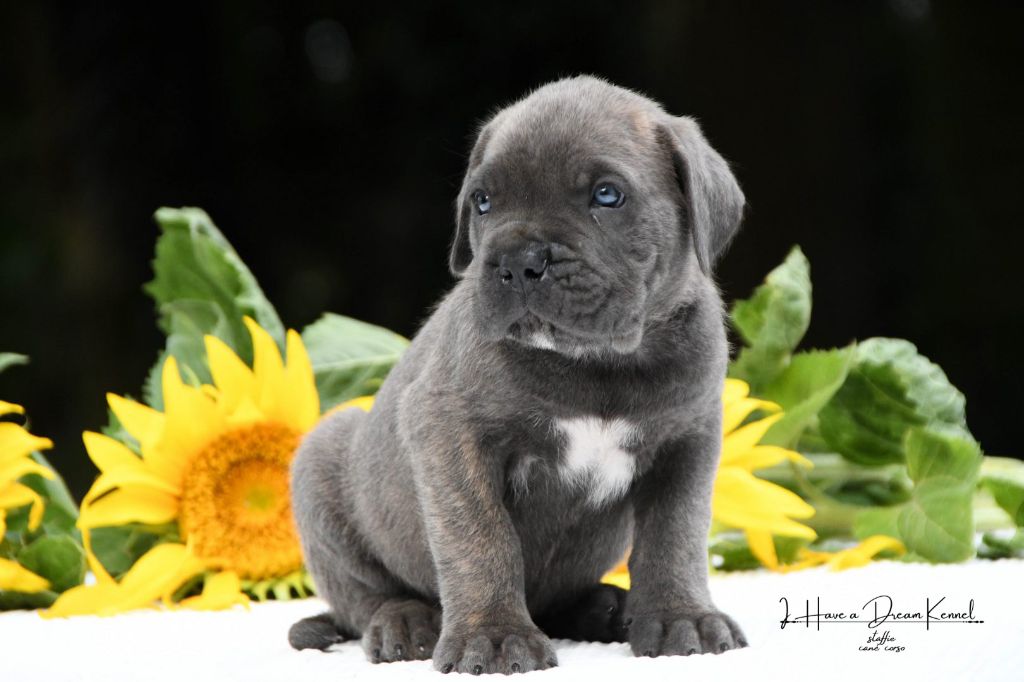 I have a dream - Chiots disponibles - Cane Corso